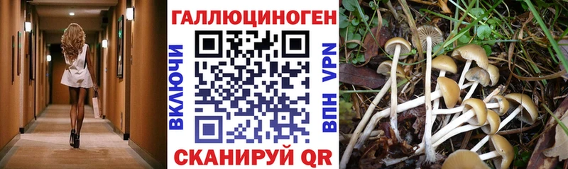 купить наркотик  Тюкалинск  Галлюциногенные грибы Psilocybine cubensis 